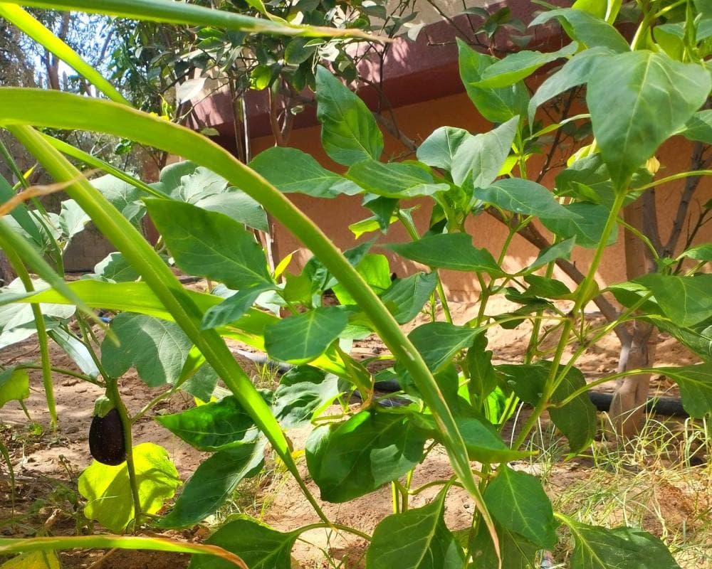 The image of the article.