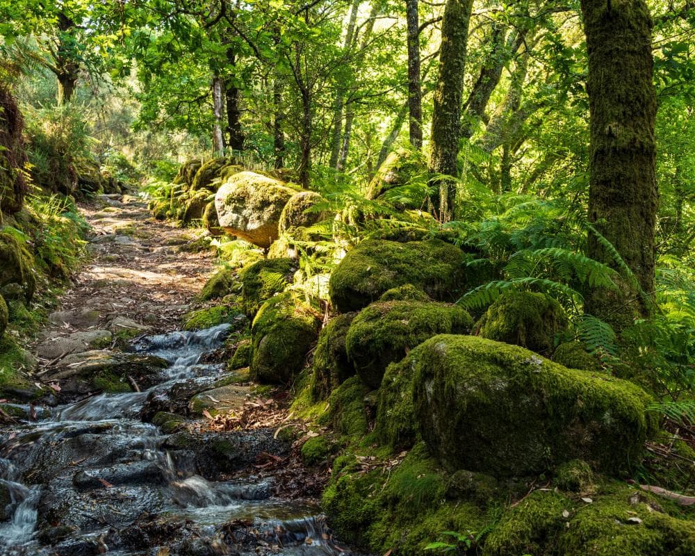 The image of the article.