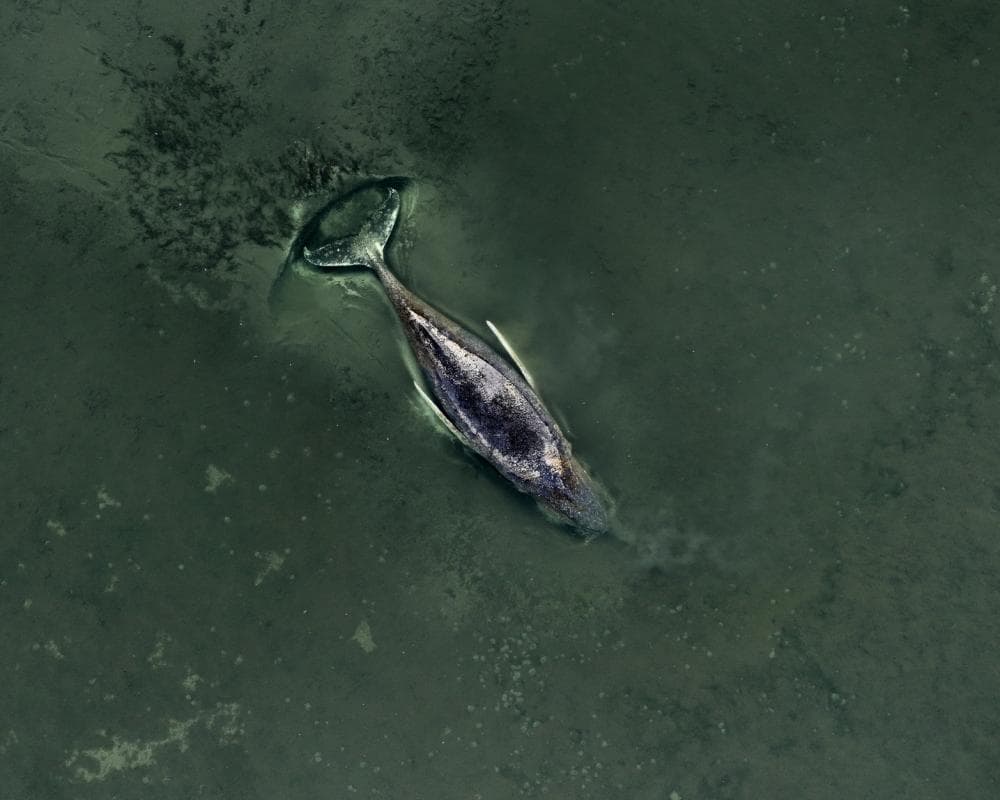 The image of the article.