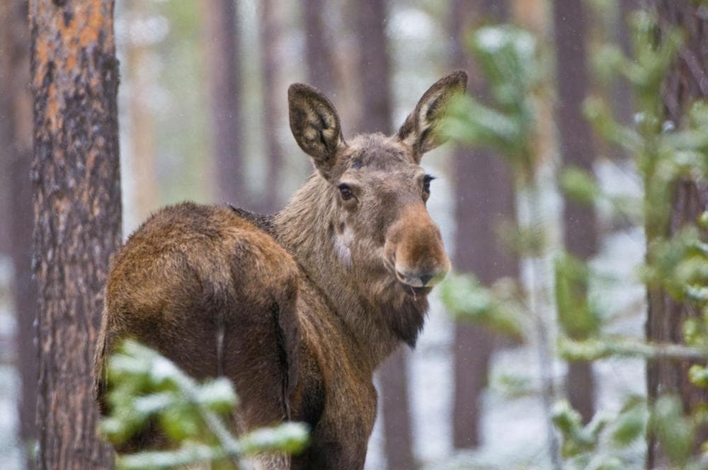 The image of the article.