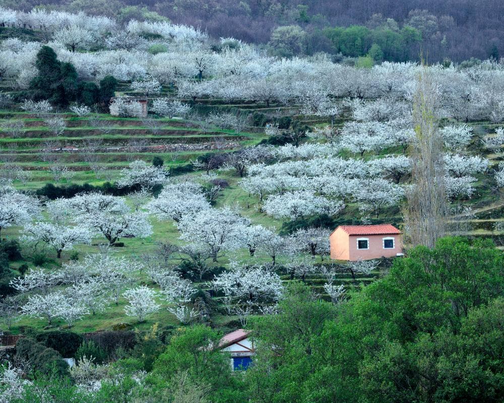 The image of the article.