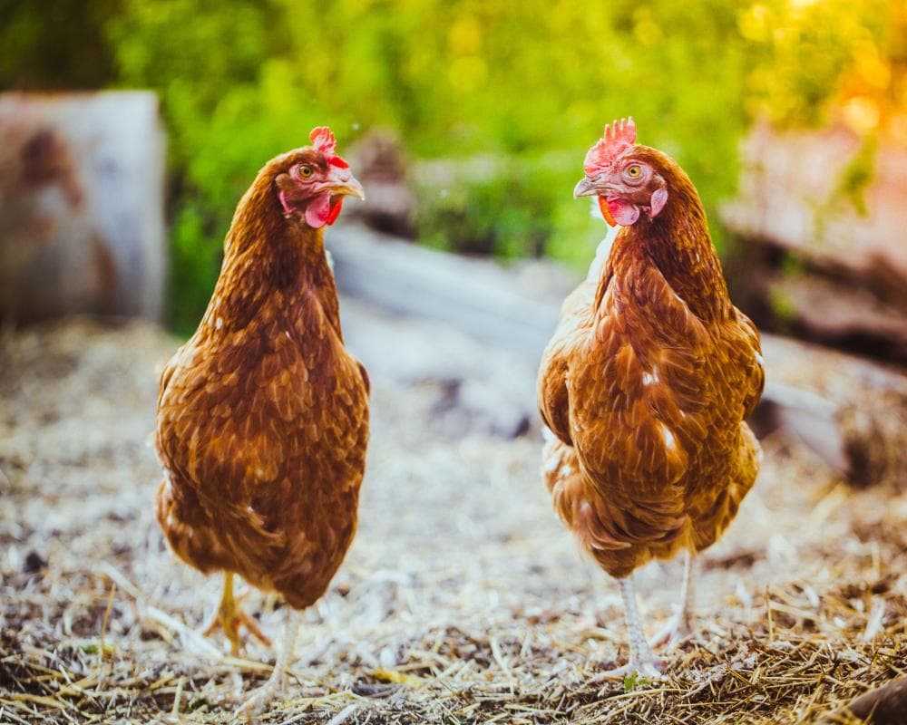 The image of the article.