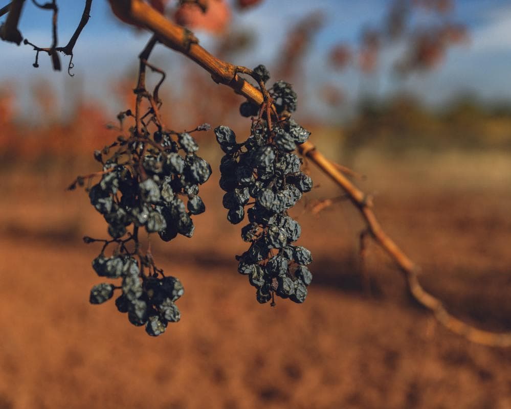 The image of the article.