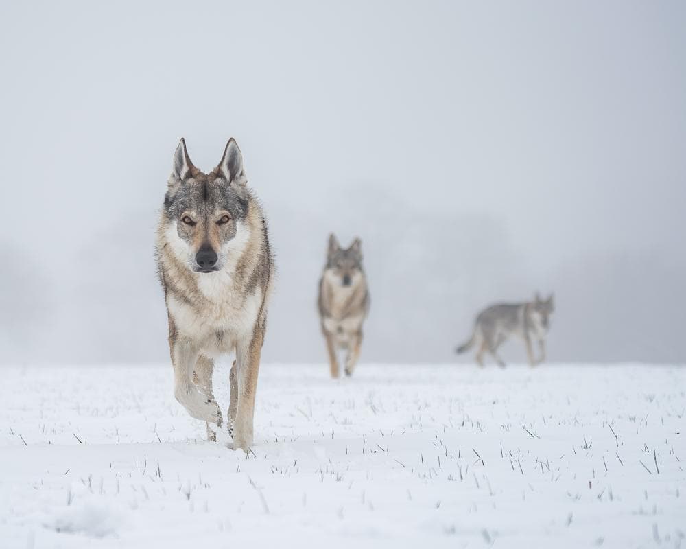 The image of the article.