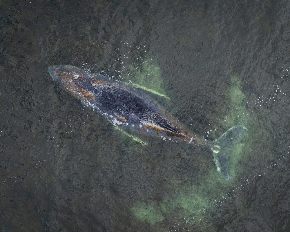 The image of the article.